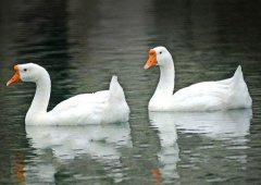 養(yǎng)鵝禁忌有哪些？看看你中了幾條！