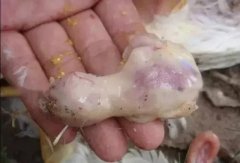 肉雞最頭疼的還是腺肌胃炎，到底該怎么解決？