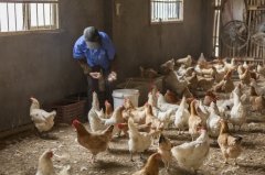 雞新城疫用什么藥效果好，知道之后無(wú)需再區(qū)分