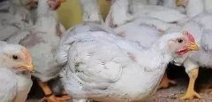 支原體感染的發(fā)展過程及臨床癥狀??！!