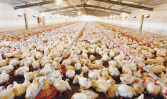 肉雞壞死性腸炎飼料報酬低，整齊度差嚴重影響
